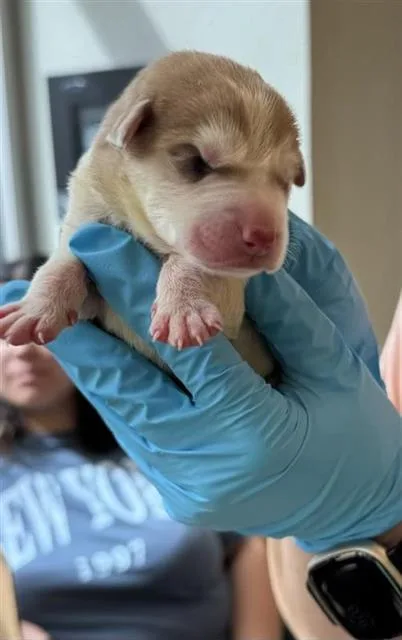 A baby small-sized male Husky dog named Duke for adoption in San Antonio, TX