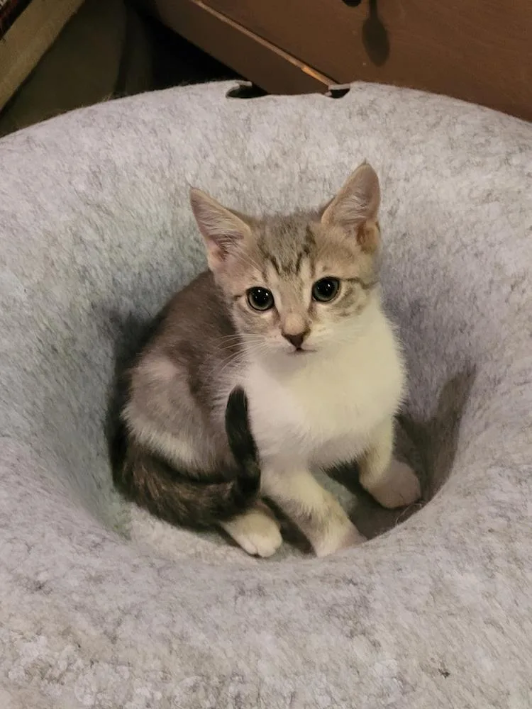 A baby small-sized female Gray & White American Shorthair cat named Piglet for adoption in Tampa, FL