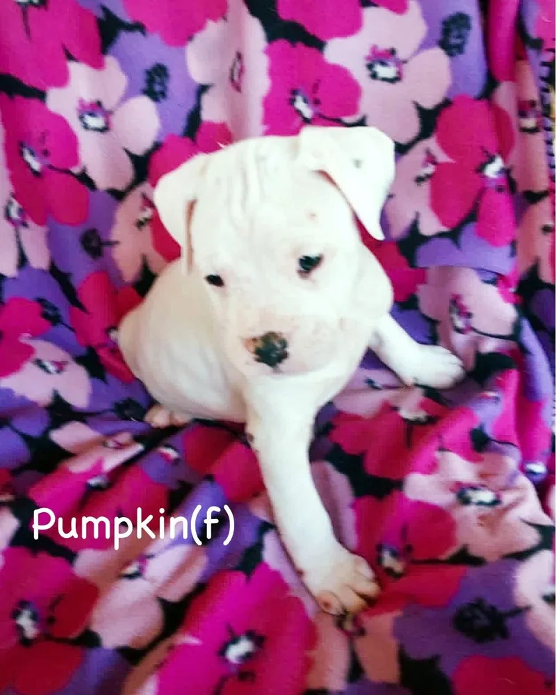Veg Litter  Pumpkin