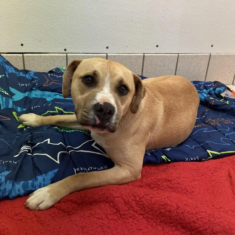 An adult medium-sized female Yellow / Tan / Blond / Fawn Mixed Breed dog named Kenova for adoption in Charleston, WV