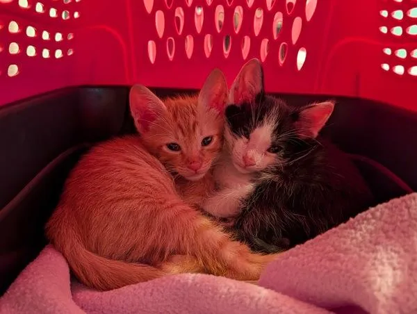 A baby small-sized male Domestic Short Hair cat named Volkl for adoption in San Diego, CA