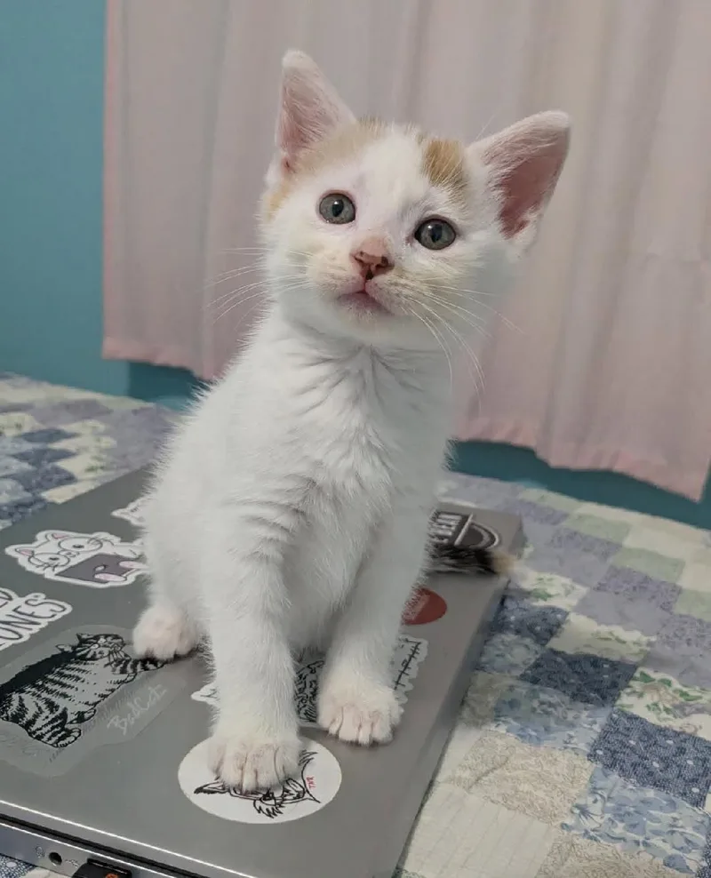 A young small-sized female Domestic Short Hair cat named Loretta for adoption in Yankton, SD