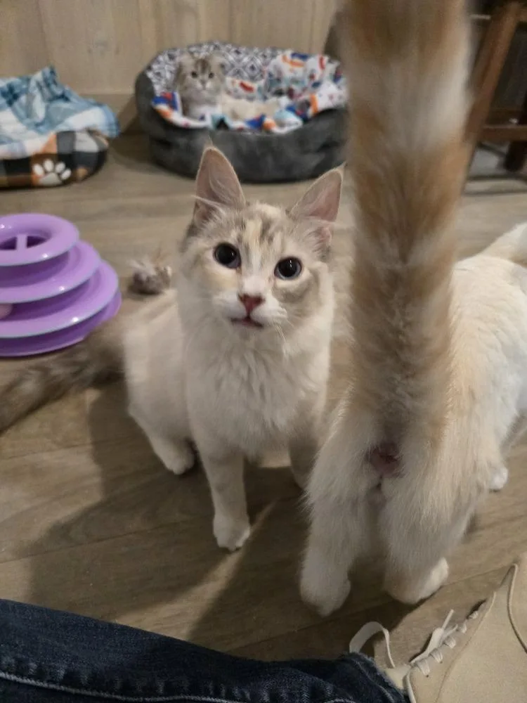 An adult medium-sized female Domestic Medium Hair cat named Verona for adoption in Vancouver, WA