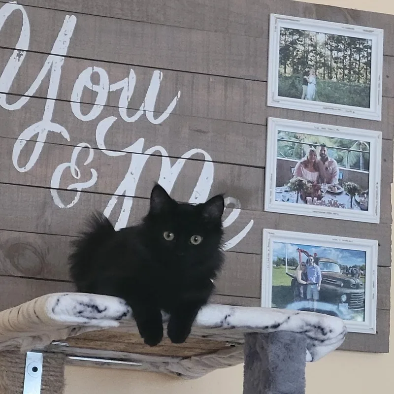 A baby medium-sized female Domestic Long Hair cat named Spice for adoption in Menasha, WI