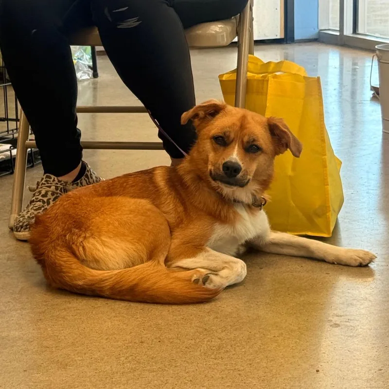 A young small-sized female Golden Australian Shepherd dog named Foxy for adoption in Pittsburg, KS