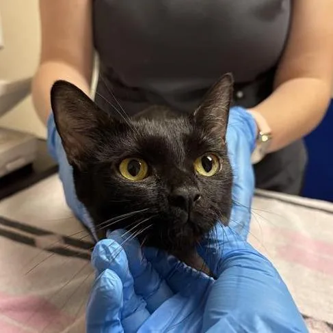 An adult medium-sized female Black Domestic Short Hair cat named Odette for adoption in Tempe, AZ