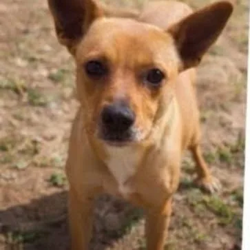 An adult small-sized female Red / Chestnut / Orange Cattle Dog dog named Bridgett for adoption in Enterprise, AL