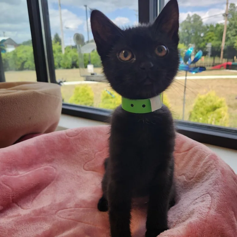 A baby small-sized female Black Domestic Short Hair cat named Sneezy for adoption in Fort Wayne, IN