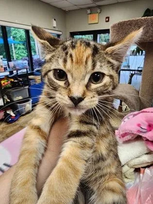 A baby small-sized female Domestic Short Hair cat named Susie $ for adoption in Seneca, SC