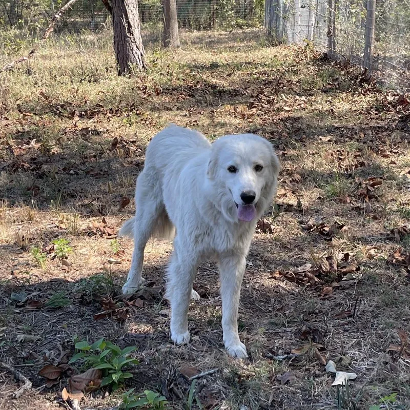 An adult large-sized male White / Cream Great Pyrenees dog named Boone for adoption in Wadena, MN