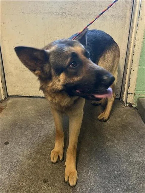 An adult large-sized male German Shepherd Dog dog named Wellington for adoption in Sacramento, CA