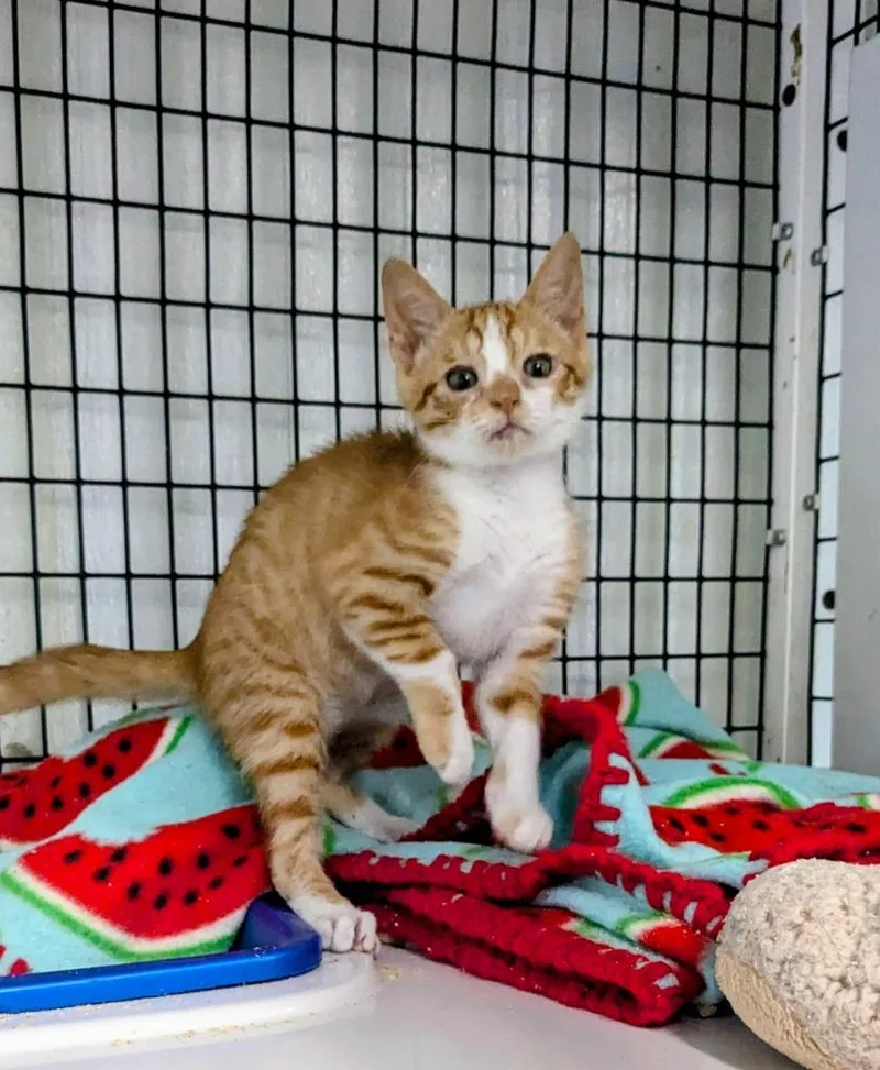 A baby medium-sized female Domestic Short Hair cat named Unique for adoption in Luling, TX