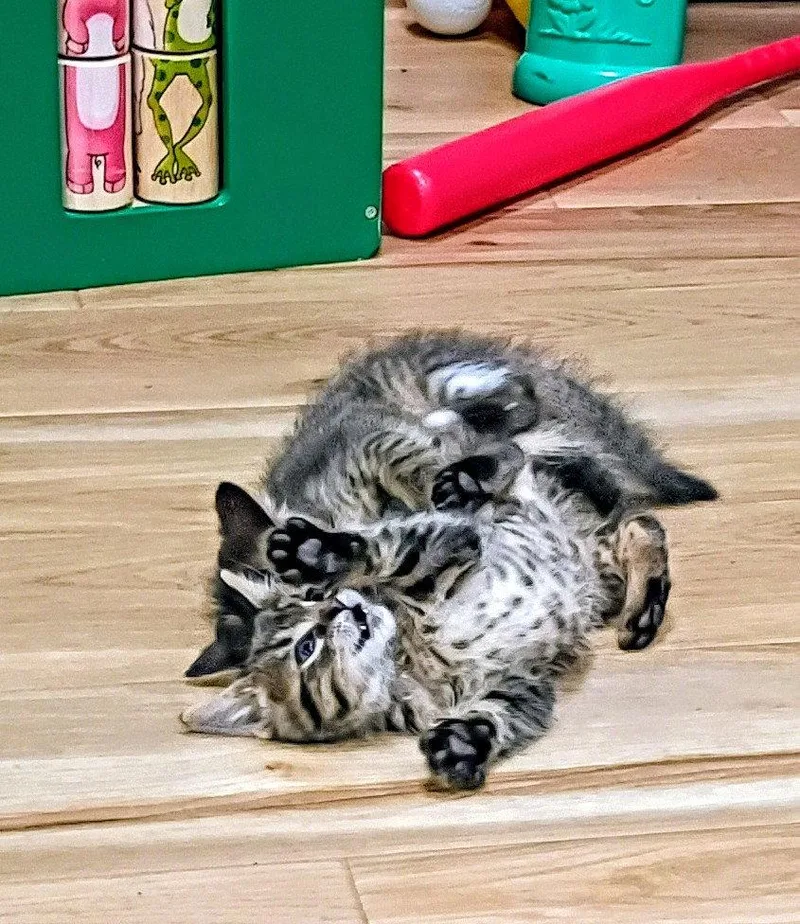 A baby medium-sized male Domestic Short Hair cat named C Litter Tucker for adoption in Livonia, MI