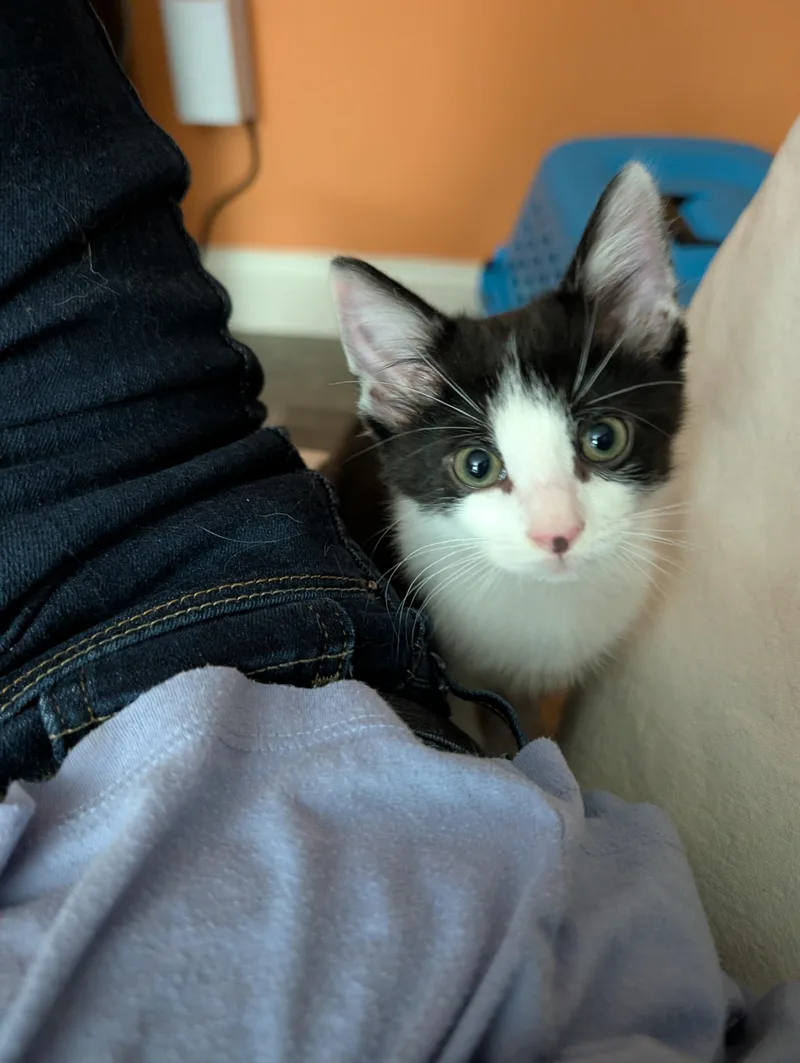 A baby medium-sized male Black & White / Tuxedo Domestic Short Hair cat named Peeweeplayful Purrmachine for adoption in Laurel, MD