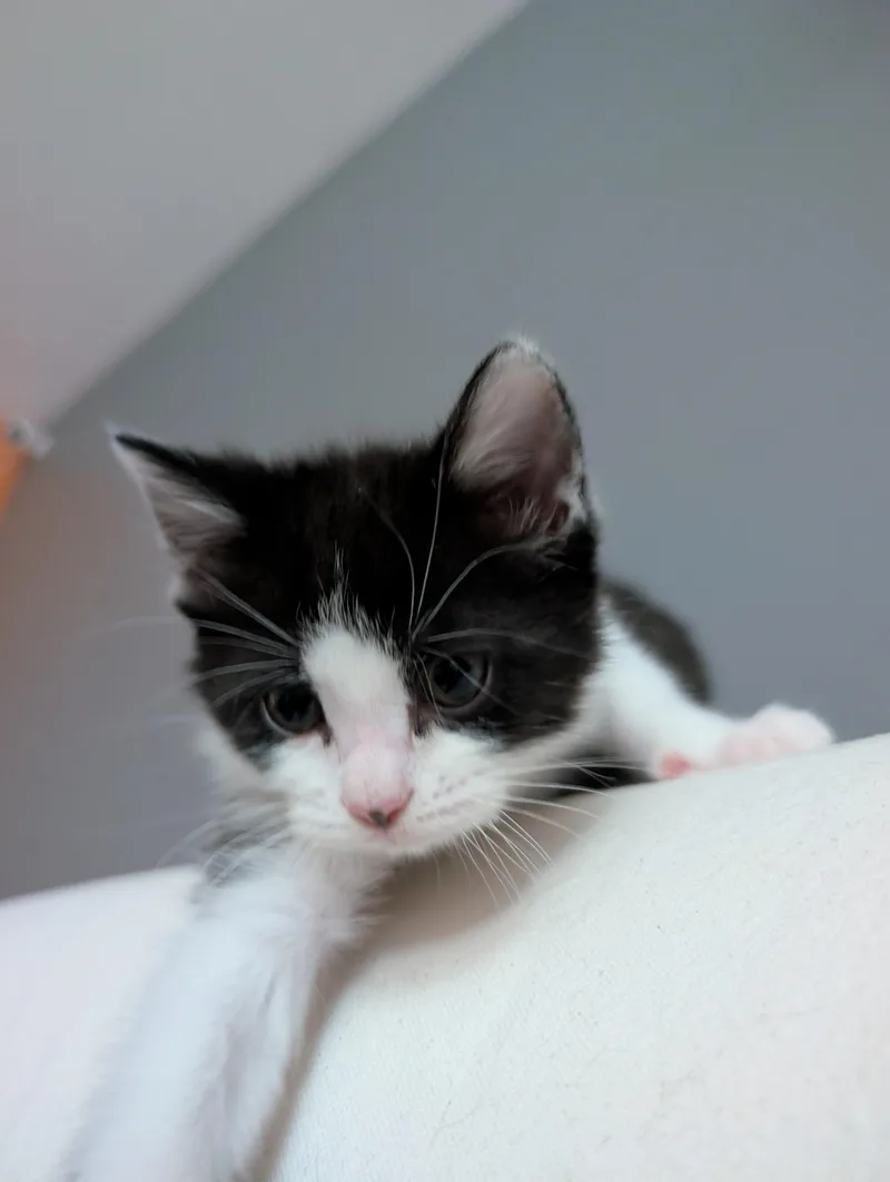 Peeweeplayful Purrmachine thumbnail 2