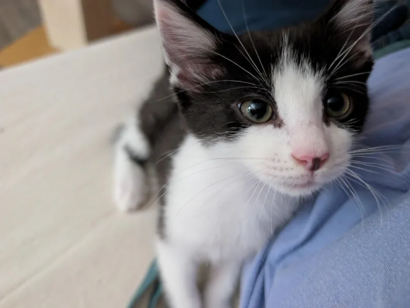 Peeweeplayful Purrmachine thumbnail 3