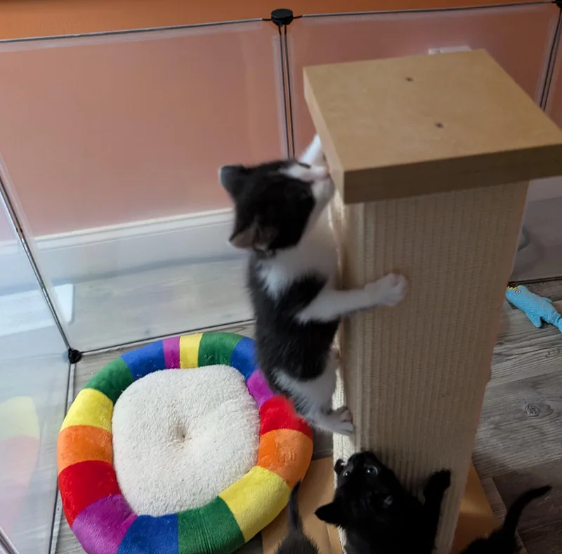 Peeweeplayful Purrmachine thumbnail 4