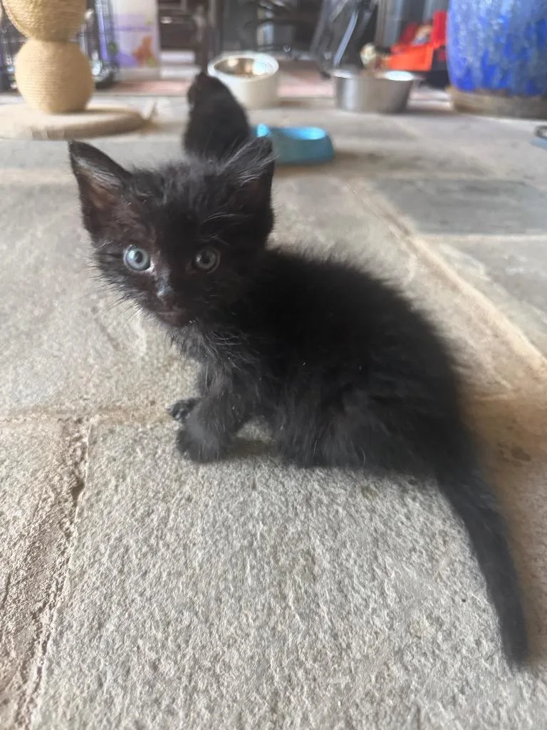 A baby small-sized male Domestic Short Hair cat named Kit for adoption in Greenwood, MS