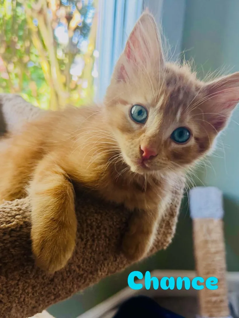 A young small-sized male Tabby (Orange / Red) Domestic Short Hair cat named Chance for adoption in Norfolk, VA