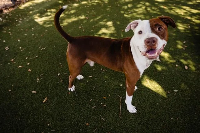 An adult large-sized male Pit Bull Terrier dog named Rufus for adoption in Orlando, FL