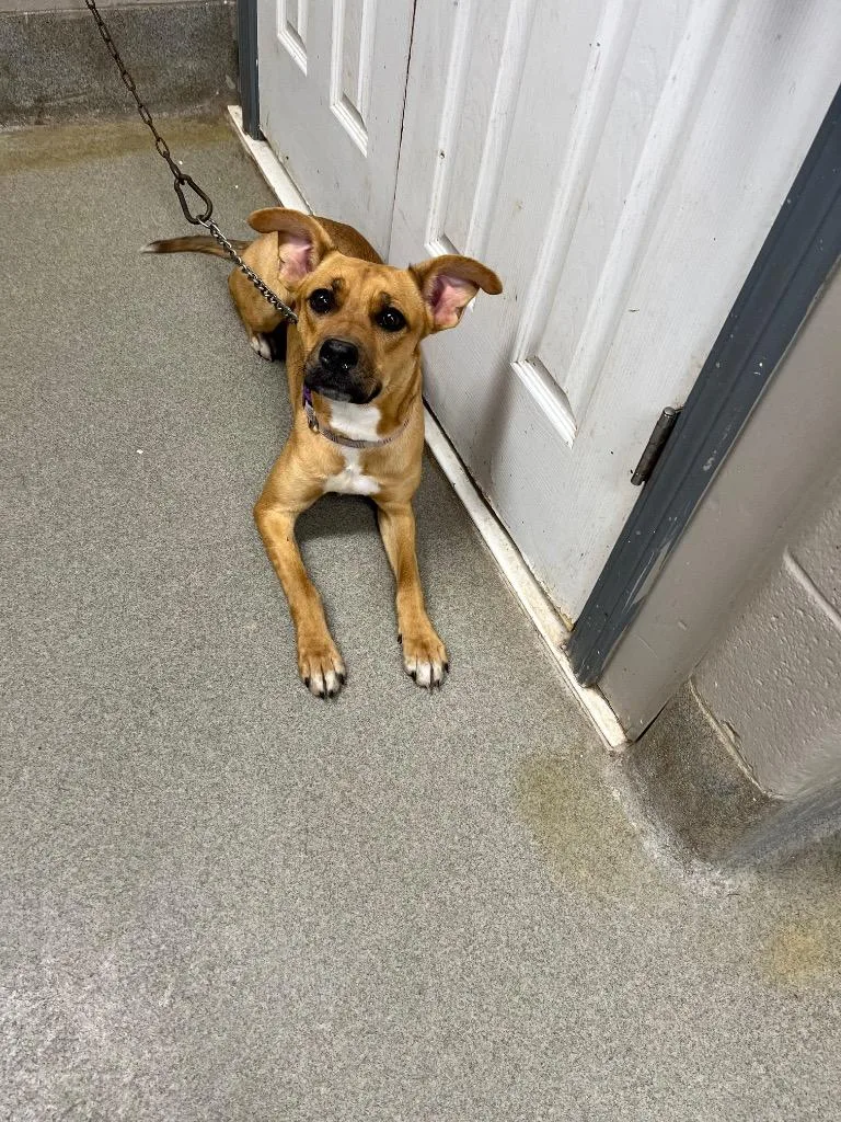 A baby medium-sized female Hound dog named Stella for adoption in Hopkinsville, KY