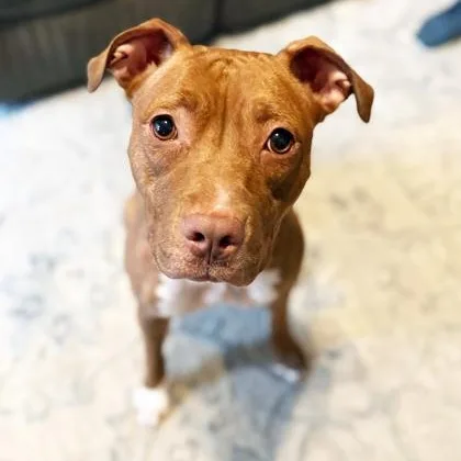 Frannie  Sweet Little