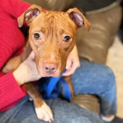 Frannie  Sweet Little thumbnail 5