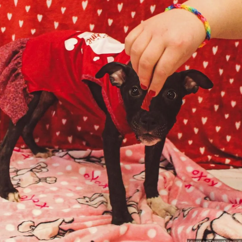 A young medium-sized female Black Mixed Breed dog named Nova for adoption in Charleston, WV