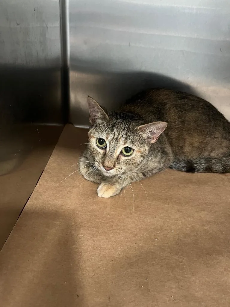 A young small-sized female Domestic Short Hair cat named Shift for adoption in Cartersville , GA