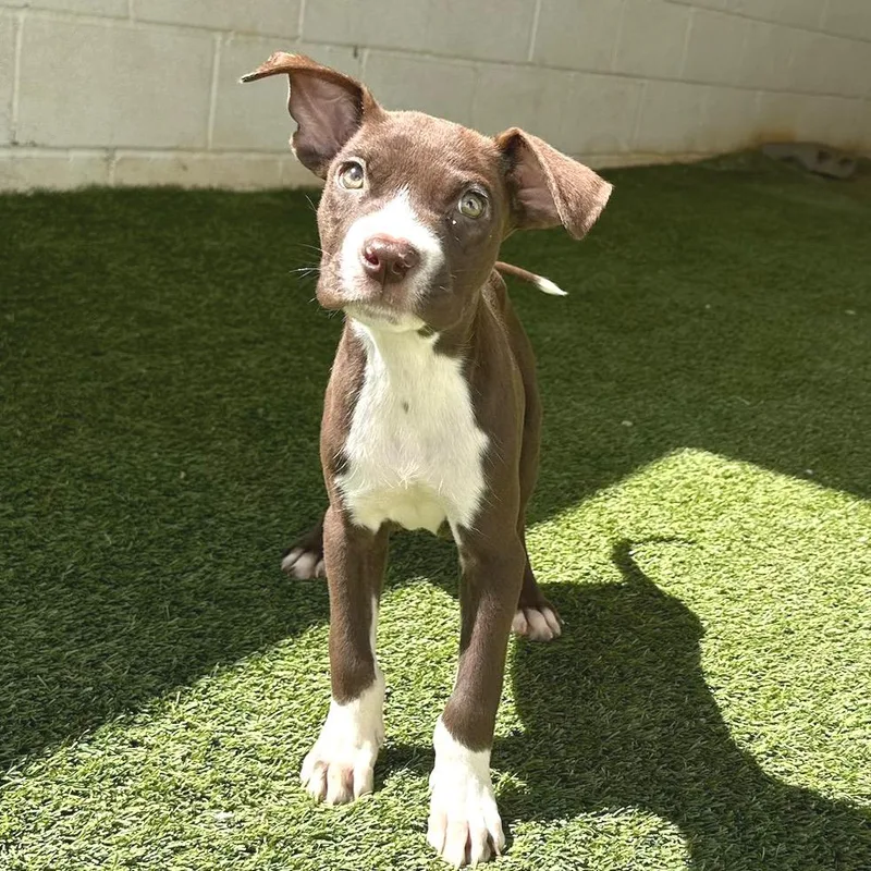 A baby small-sized male Brown / Chocolate Mixed Breed dog named R Arlo for adoption in Port Washington, NY