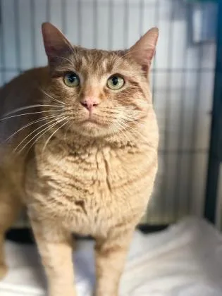 A senior medium-sized male Domestic Short Hair cat named Tyson for adoption in Aberdeen, SD