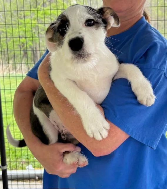 A baby medium-sized male Terrier dog named Cream for adoption in Harrison, AR