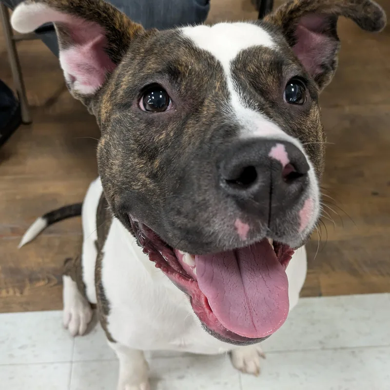 A young medium-sized male Brindle Pit Bull Terrier dog named Bojangles for adoption in Attica, MI