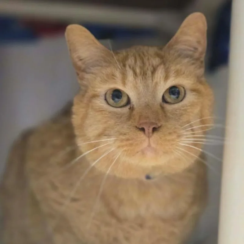 An adult large-sized male Orange / Red Domestic Short Hair cat named Jumanji for adoption in Hinsdale, IL