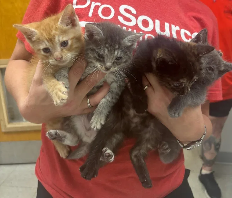 A baby medium-sized female Domestic Short Hair cat named C for adoption in Sorrento, LA