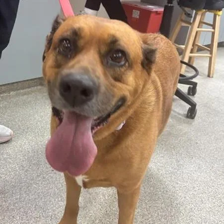 An adult large-sized female Brown / Chocolate Mixed Breed dog named Fudge Round for adoption in Jacksonville, FL