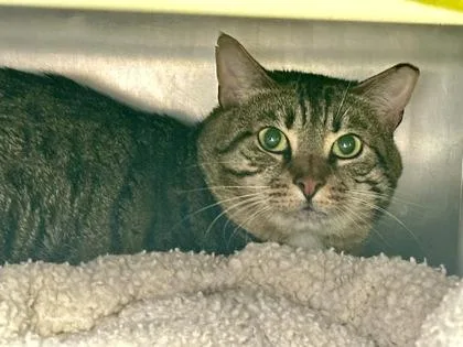 An adult small-sized male Domestic Short Hair cat named Fluffy Working Cat for adoption in Seattle, WA
