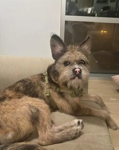 A young medium-sized male Terrier dog named Pumpkin for adoption in Santa Monica, CA
