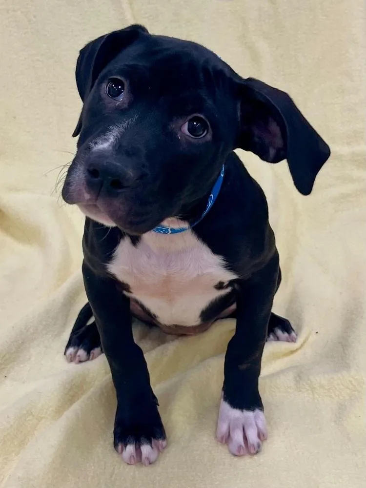 A baby medium-sized female Tricolor (Brown, Black, & White) Pit Bull Terrier dog named Esther for adoption in Jamestown, CA