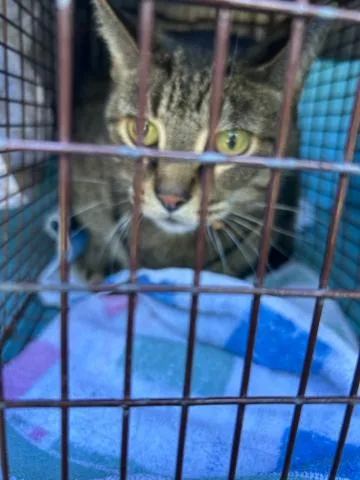 A senior medium-sized male Domestic Short Hair cat named Baby for adoption in West Palm Beach, FL