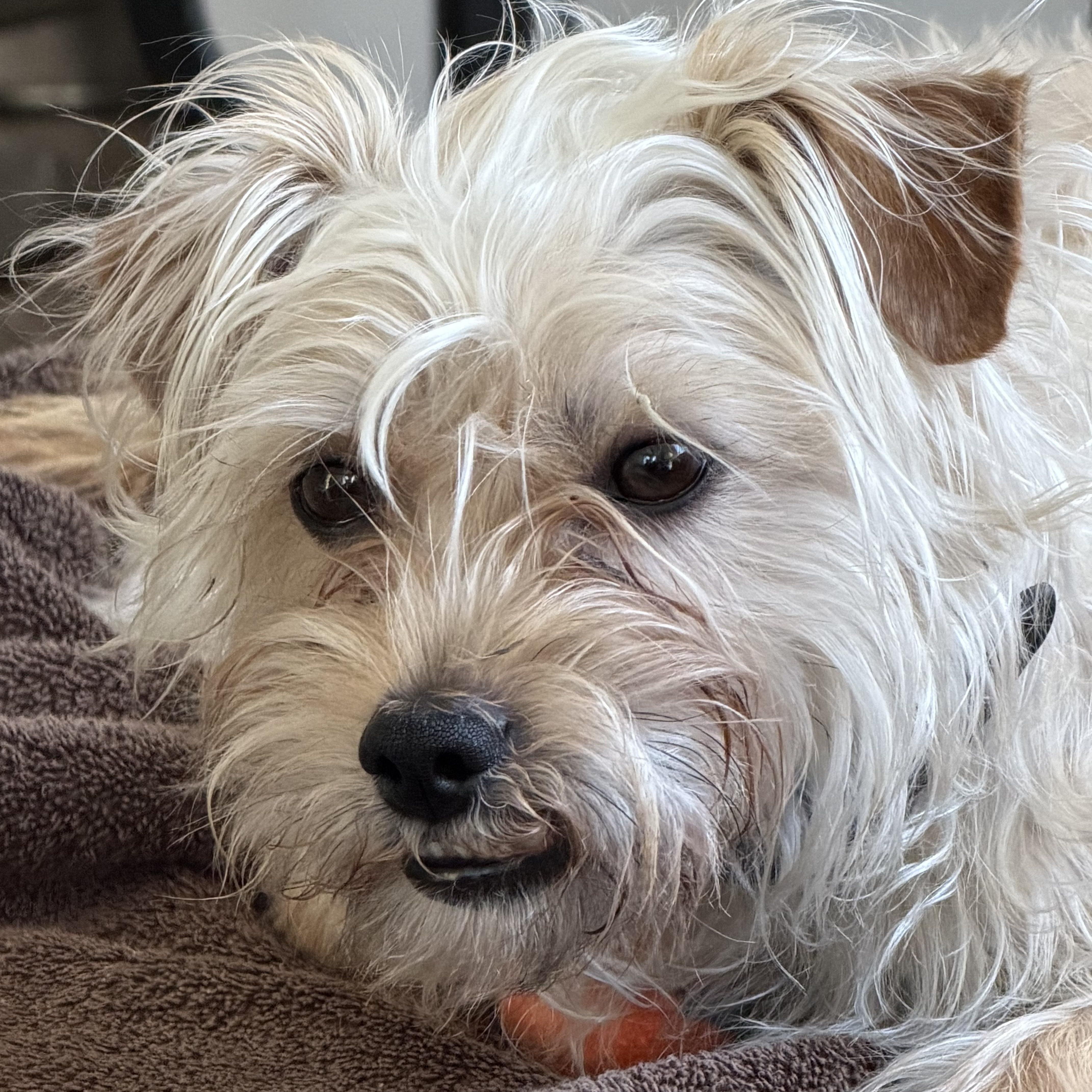 Teddy  The Sweet thumbnail 2