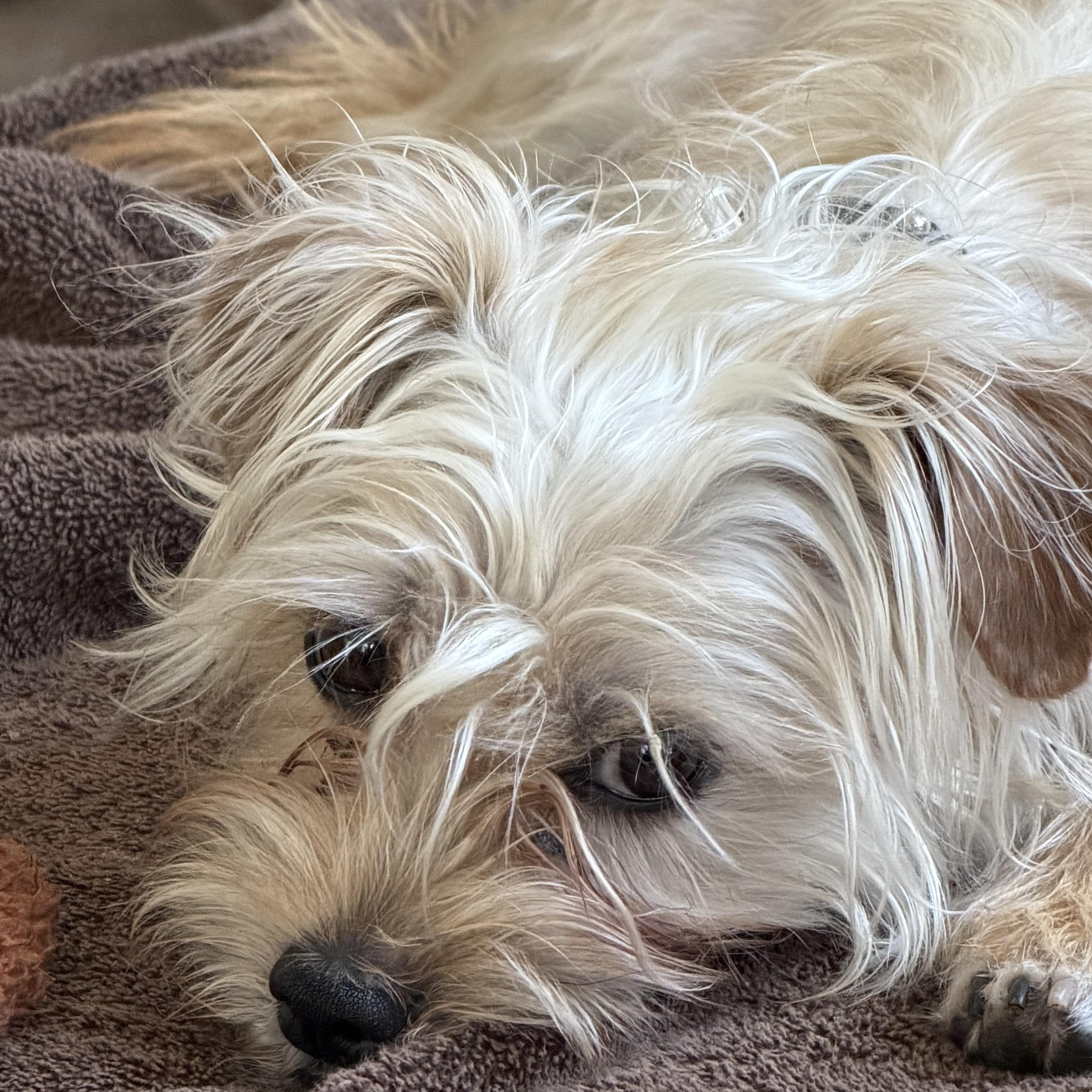 Teddy  The Sweet thumbnail 3