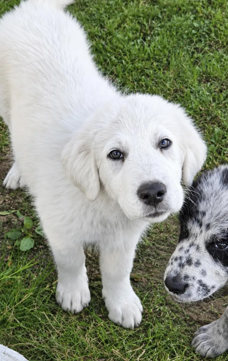 A baby large-sized female White / Cream Great Pyrenees dog named Panda for adoption in Warren, MI