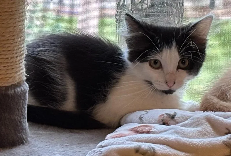 A baby small-sized female Domestic Short Hair cat named Martha Beck for adoption in Minneapolis, MN