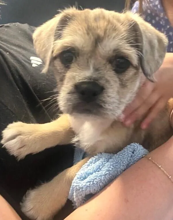 Nala