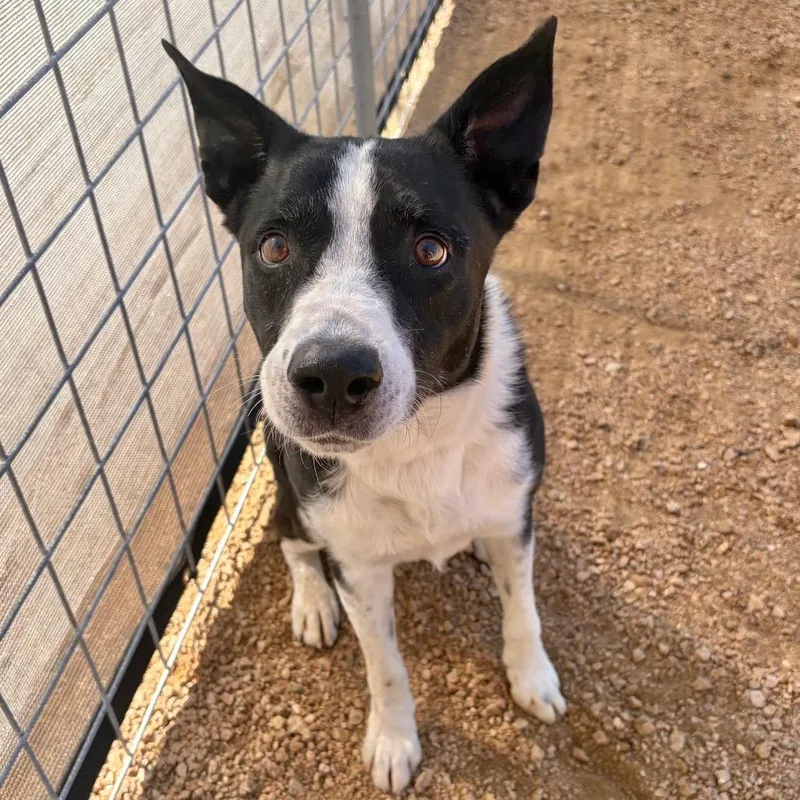 An adult medium-sized male Black Border Collie dog named Toothpick for adoption in Austin, TX