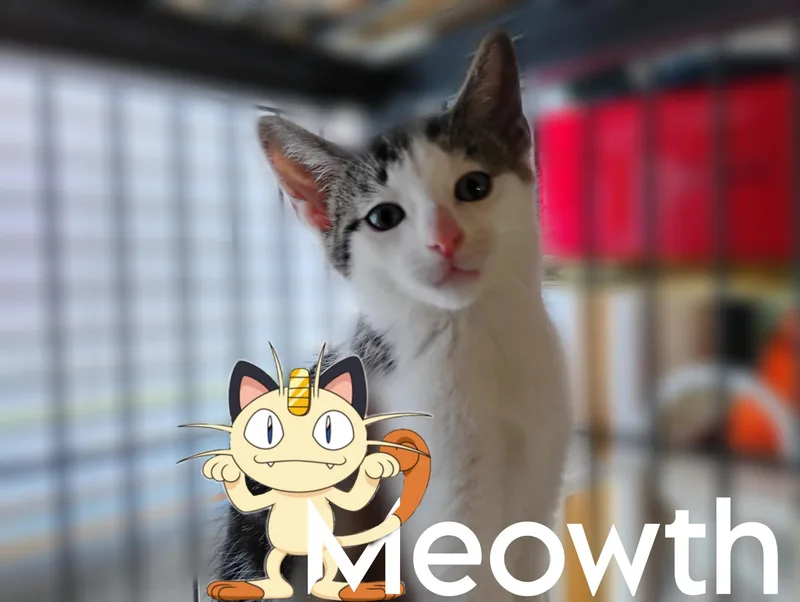 Meowth
