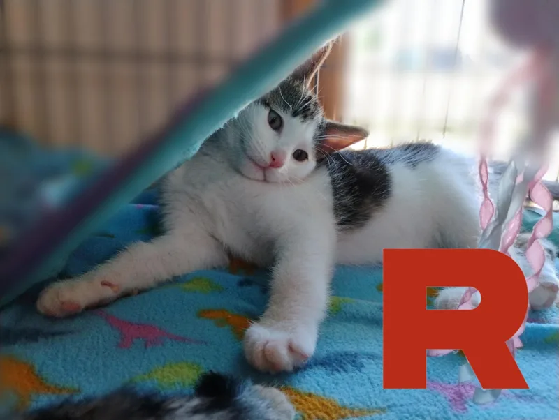 Meowth thumbnail 2