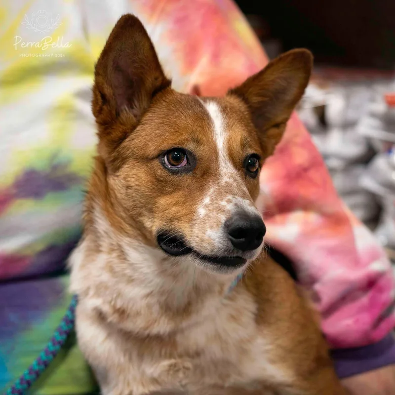 An adult medium-sized male Lancashire Heeler dog named Red Rover for adoption in West Richland, WA