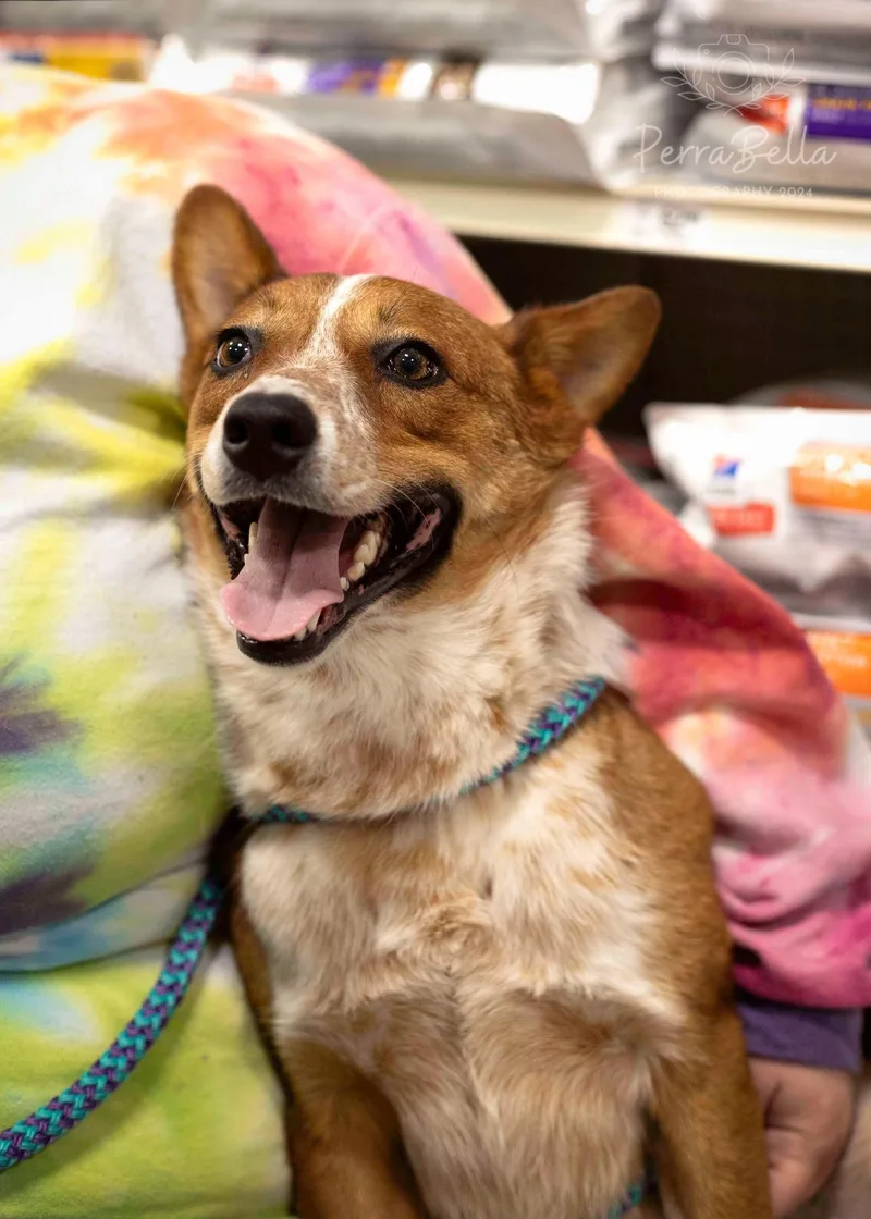 Red Rover thumbnail 3